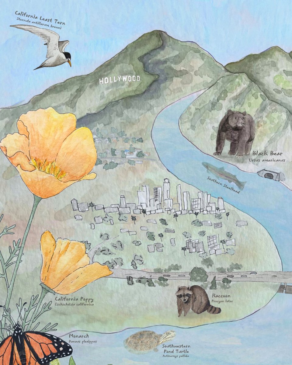 CalTrout's tweet image. Southern steelhead, similar to salmon, are a keystone species in SoCal environments. Their health indicates that of the surrounding ecosystem for both people & wildlife! Check out how they support members of the same ecosystem 👉 Artwork by CalTrout's ever-talented Alix Martin