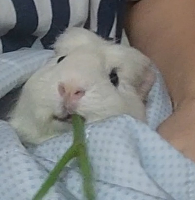 ppikkuduck's tweet image. 기니피그 발톱깎기

#기니피그 #guineapig #モルモット