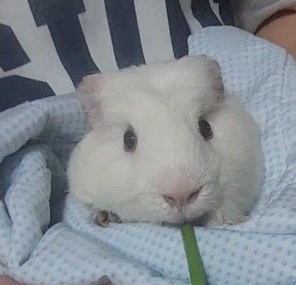 ppikkuduck's tweet image. 기니피그 발톱깎기

#기니피그 #guineapig #モルモット