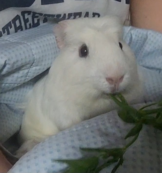 ppikkuduck's tweet image. 기니피그 발톱깎기

#기니피그 #guineapig #モルモット