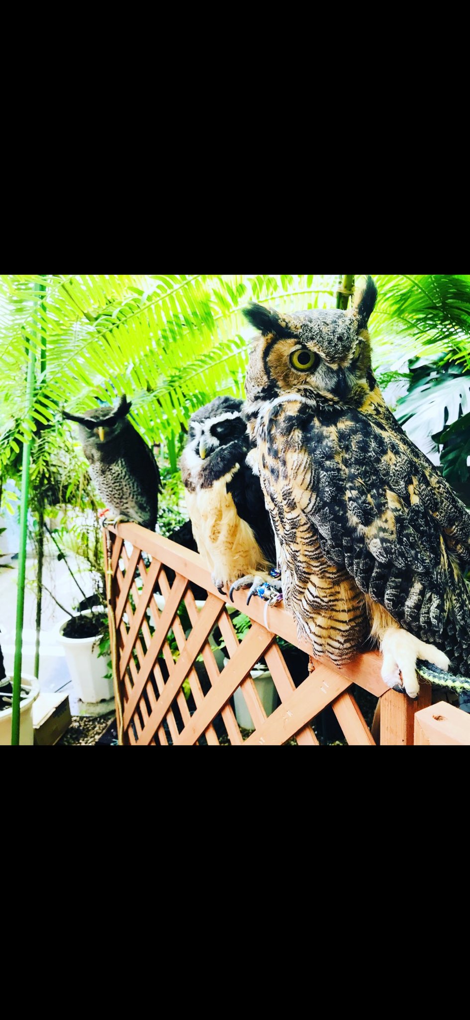 珍しい動物、展示&販売 Rarezoo(レアズー)OWL☆WAN (アウルワン