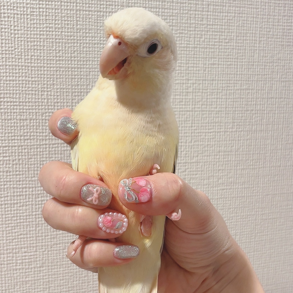irh279's tweet photo. 爪とインコかわい。 https://t.co/t6X8vTuZId