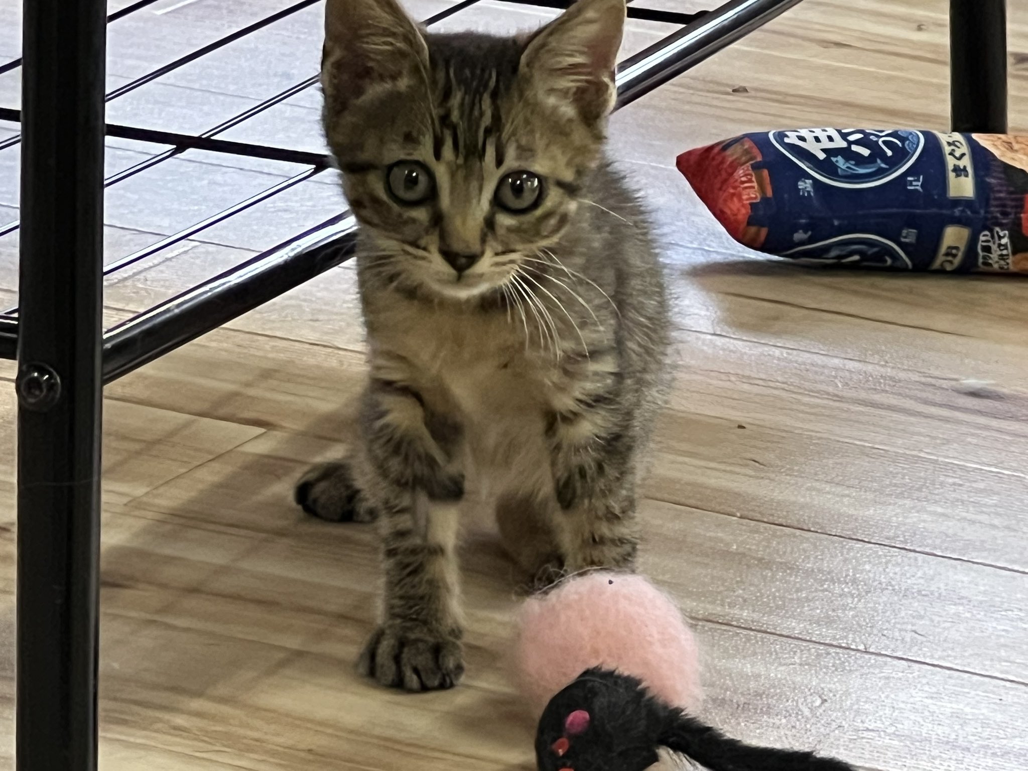猫甘々 葉月 純's archives on X: 