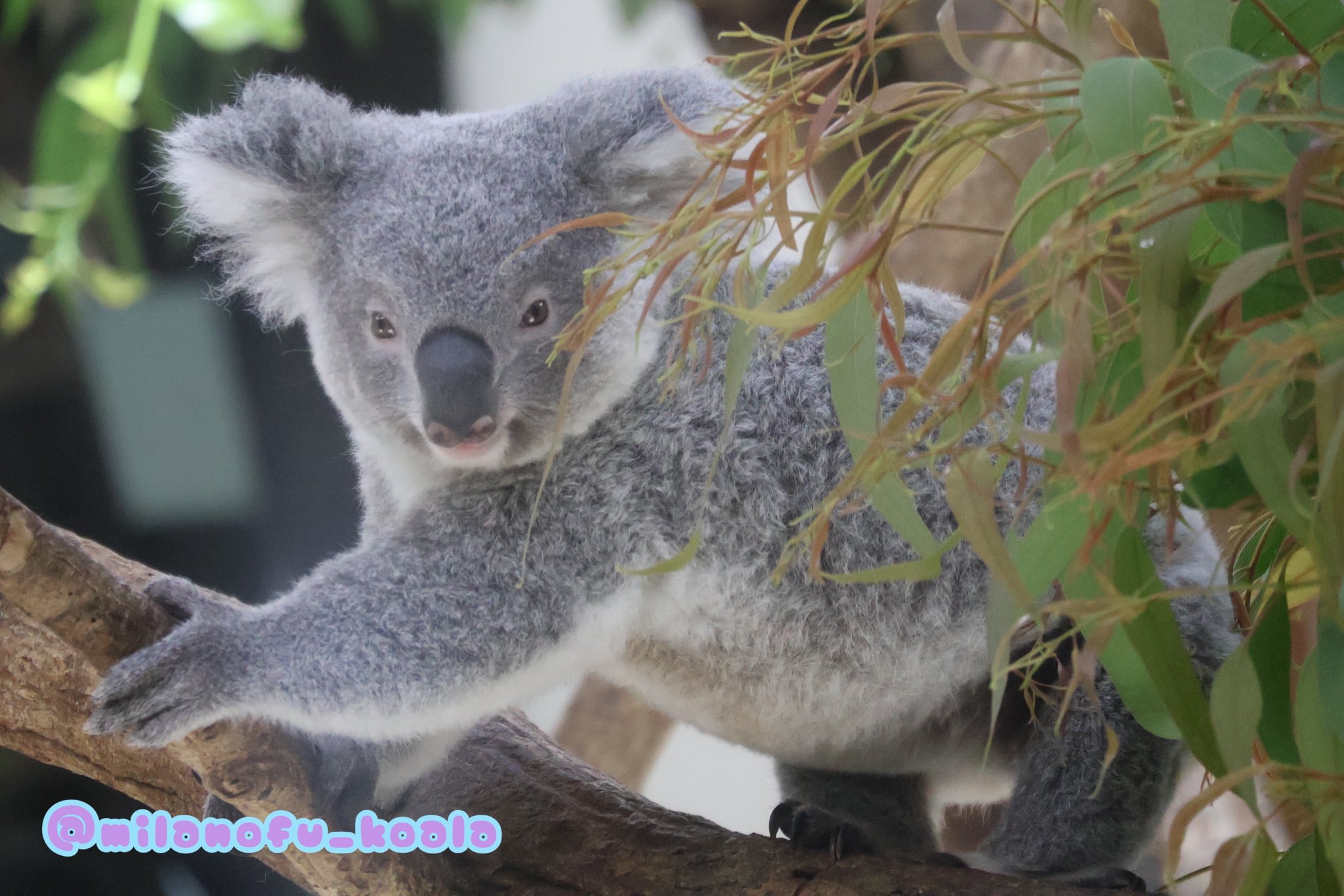 みらの🐨 on X: 
