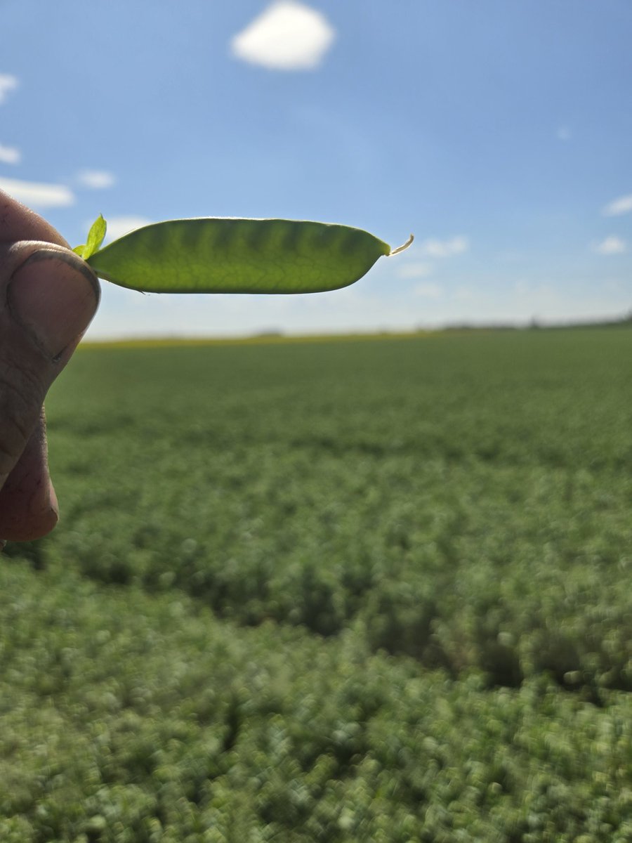 Randy Toman tweet media