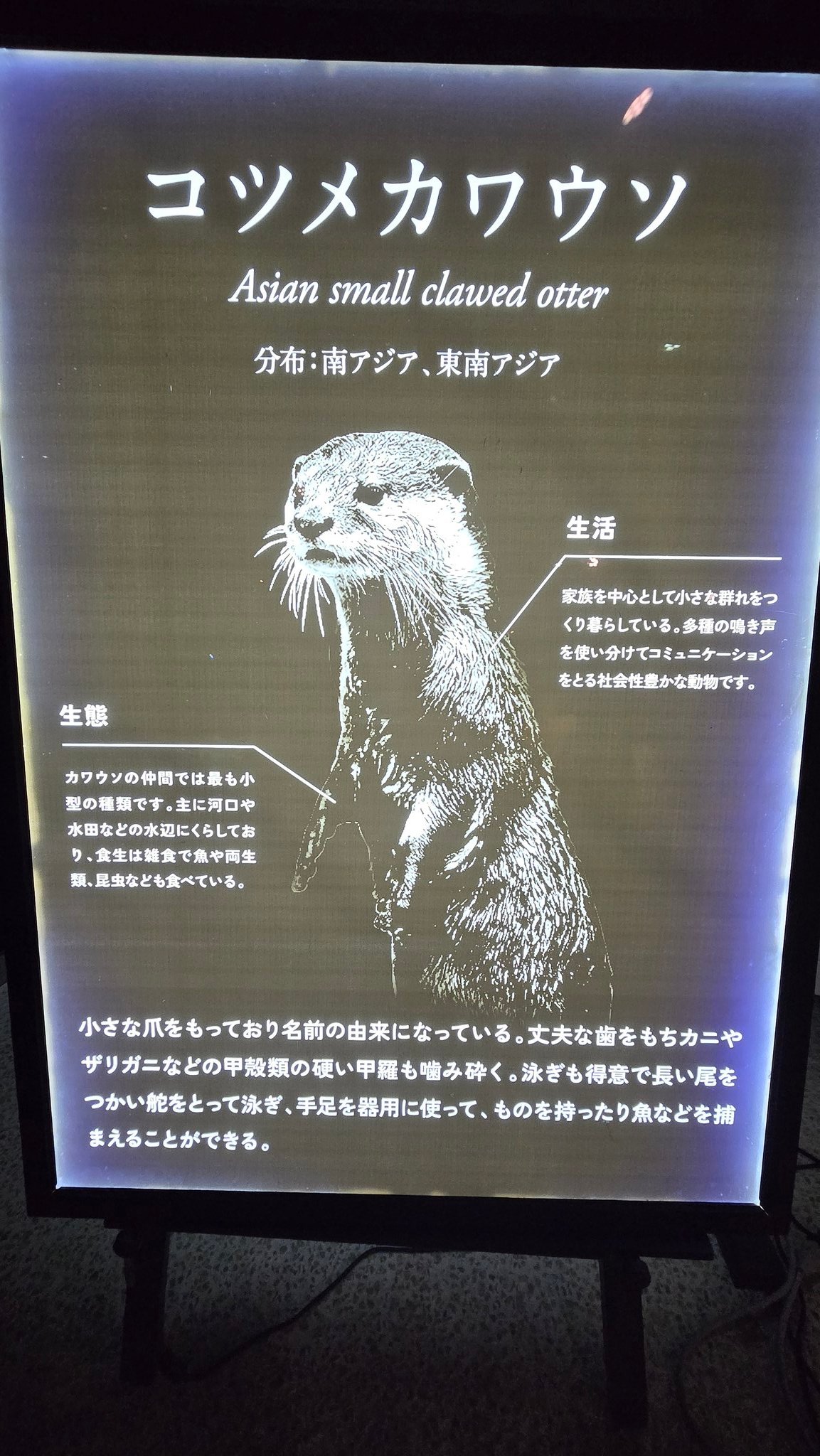 【即日発送】嵐追いの才能（カワウソトークン付） MTGヴィンテージ表参道交流会 ULTIMATE POWERS on X: 