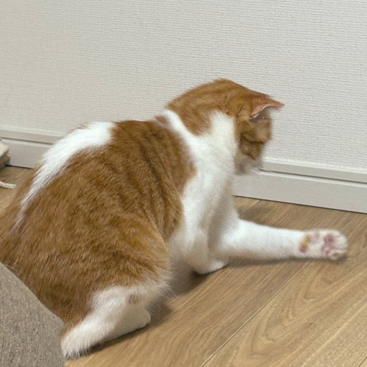 素早いパンチ🥊おりゃ！

#猫のいる暮らし　#ねこかわいいね　
#猫好きさんと繋がりたい
