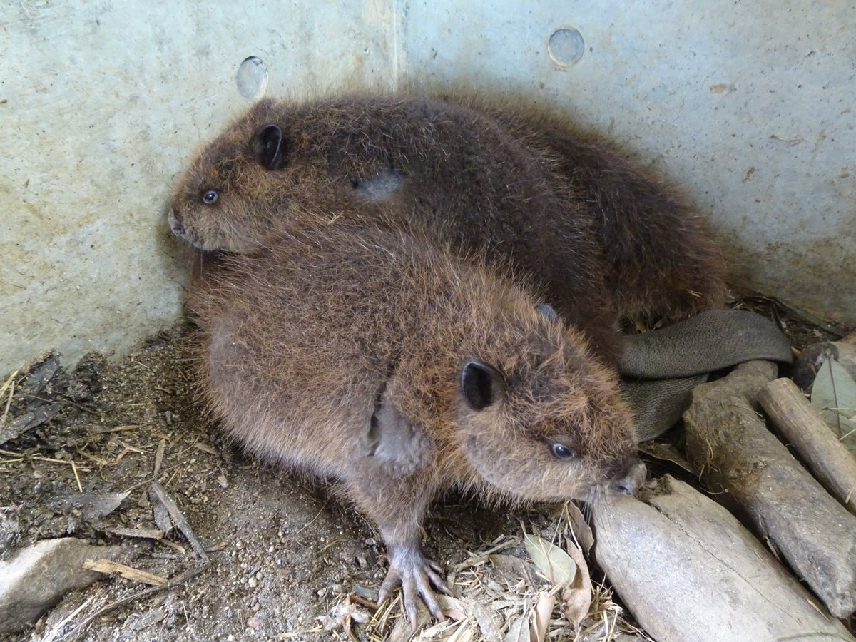 HitachiCity_Zoo's tweet image. 【アメリカビーバーのお知らせ】
#アメリカビーバー の4つ子の赤ちゃんを一般公開します。また、DNA鑑定により性別が判明し、それにともない愛称が決まりました!
詳細はHPをご確認ください。
#かみね動物園
city.hitachi.lg.jp/zoo/oshirase/1…