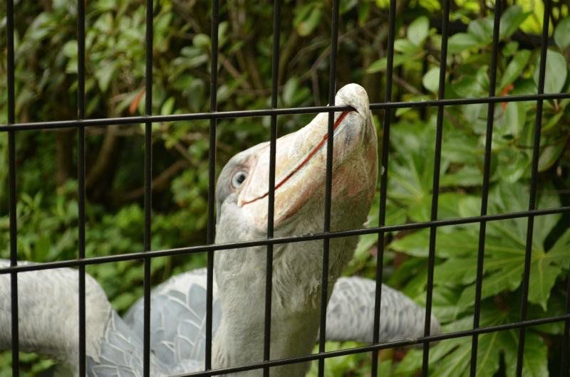 Shoebills_Daily's tweet photo. LET ME OUTTTTTT IM INNOCENT #shoebills https://t.co/7KsgYzRJyQ