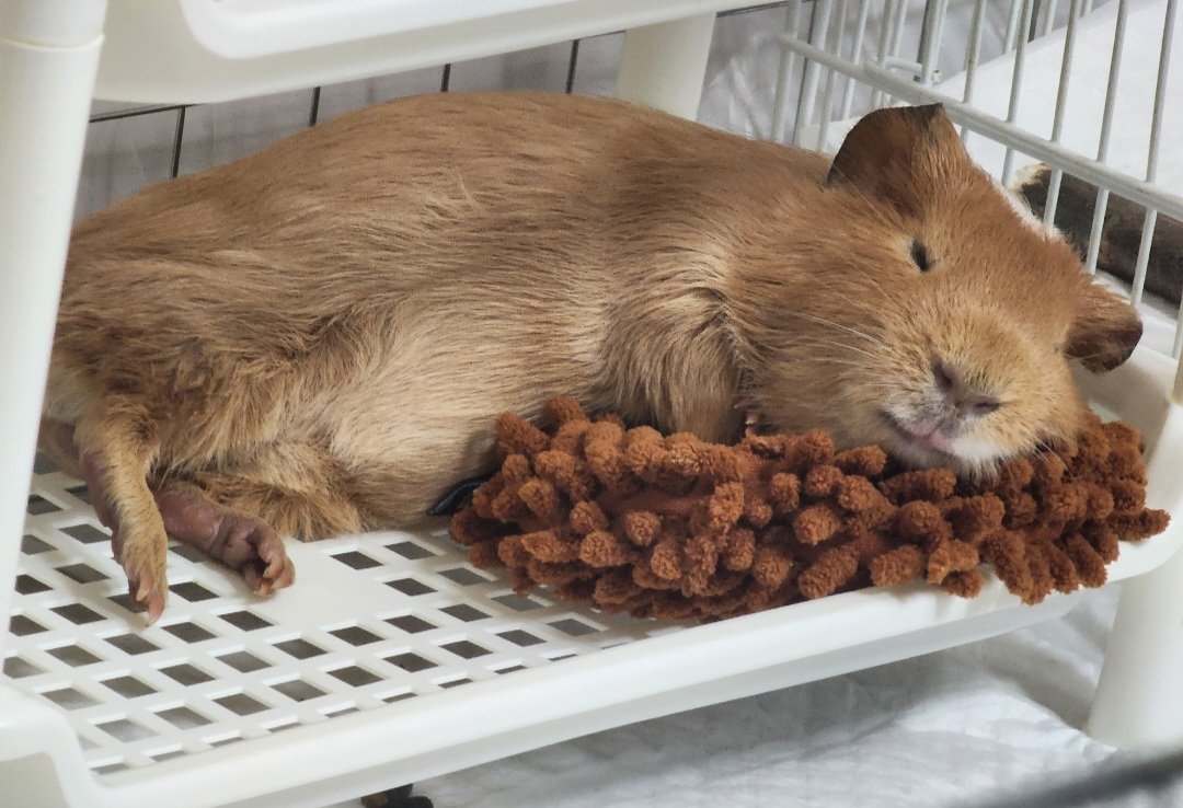 ppikkuduck's tweet image. 기니피그가 왜 베개가 필요해? 너가 사람이야 ? 🤯

#기니피그 #guineapig #モルモット