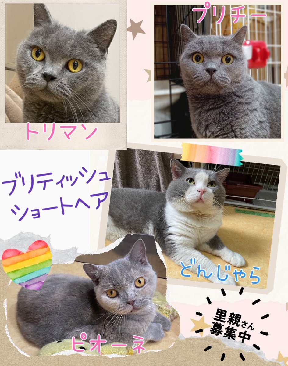 【#里親募集】
#ブリティッシュショートヘア 

★トリマン 女の子 8歳
少しムチッとした甘えん坊さん✨

★プリチー 女の子 8歳
怖がりですが人が好き！

★どんじゃら 男の子 8歳
猫嫌いですが人は好きで遊び好き！

★ピオーネ 女の子 4歳
遊び好きで甘えたさん✨

お問い合わせお待ちしております！