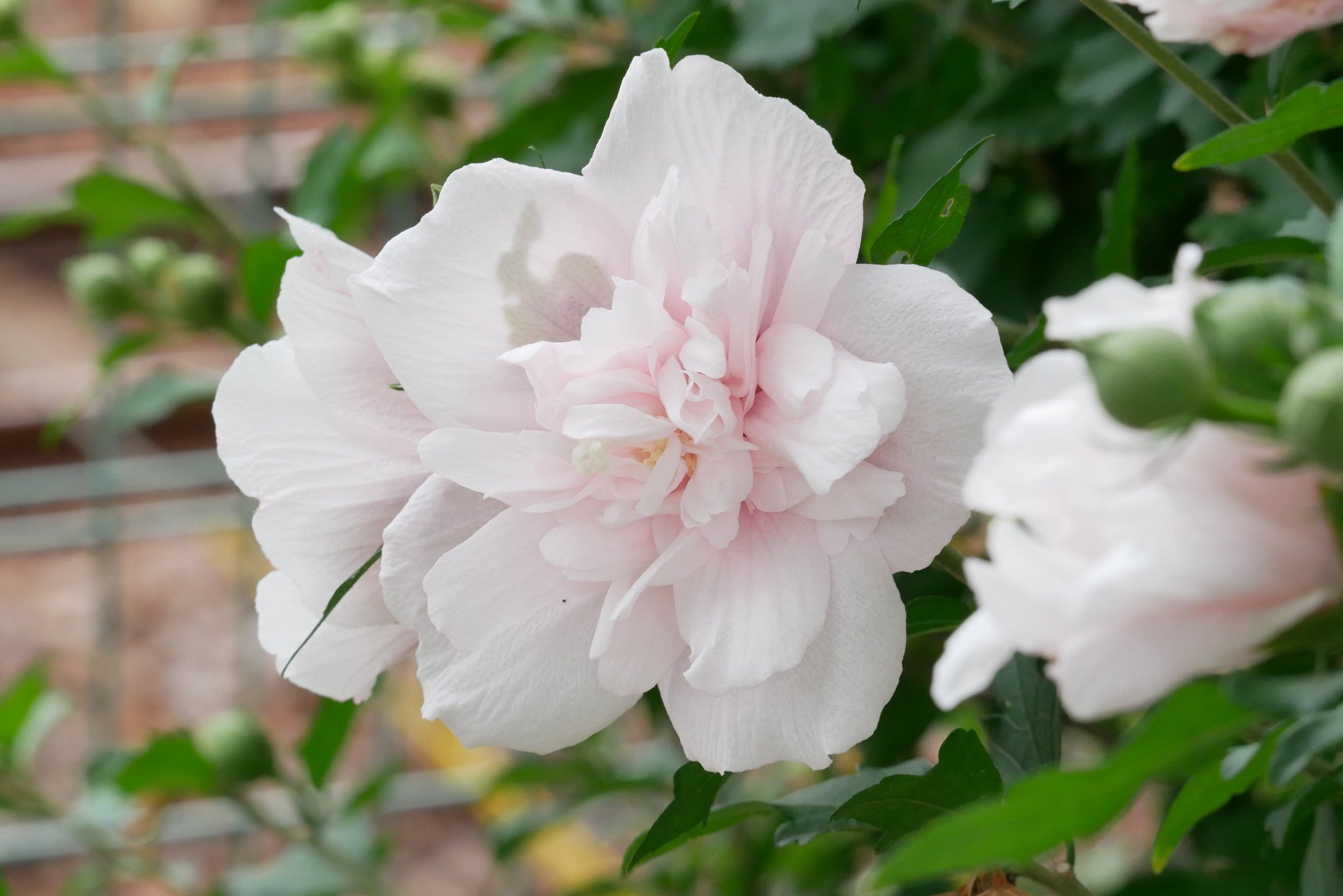 cawaiiが大好きな貴女にピッタリ♪花時計 o20999.jpg