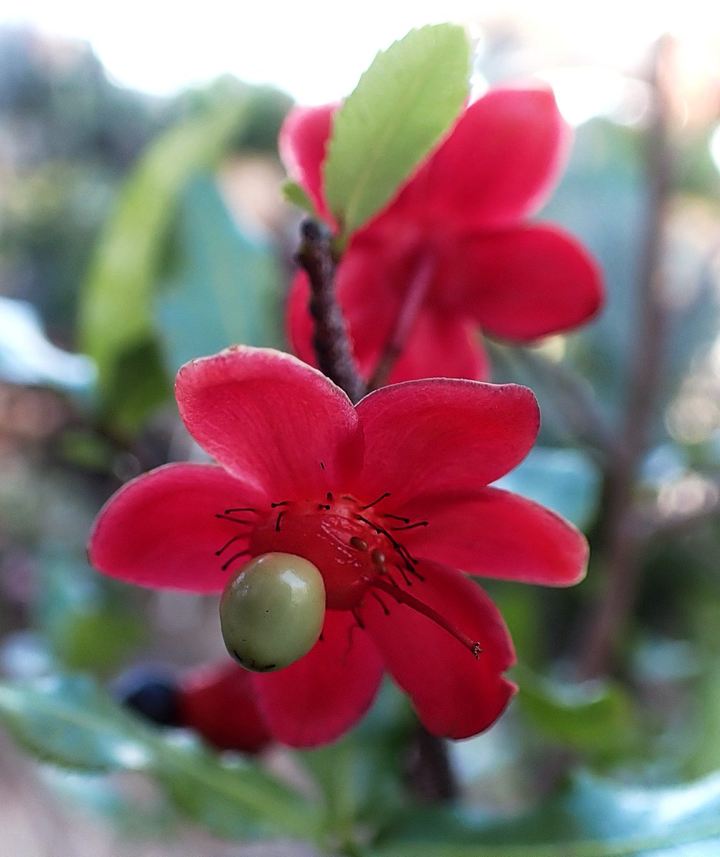rsmya's tweet image. 昨日久しぶりに行った
ガーデニングショップで
初めて見ました☺️
ミッキーマウスの木✨
のお花🥰
🌱Mickey-Mouse Plant🌱