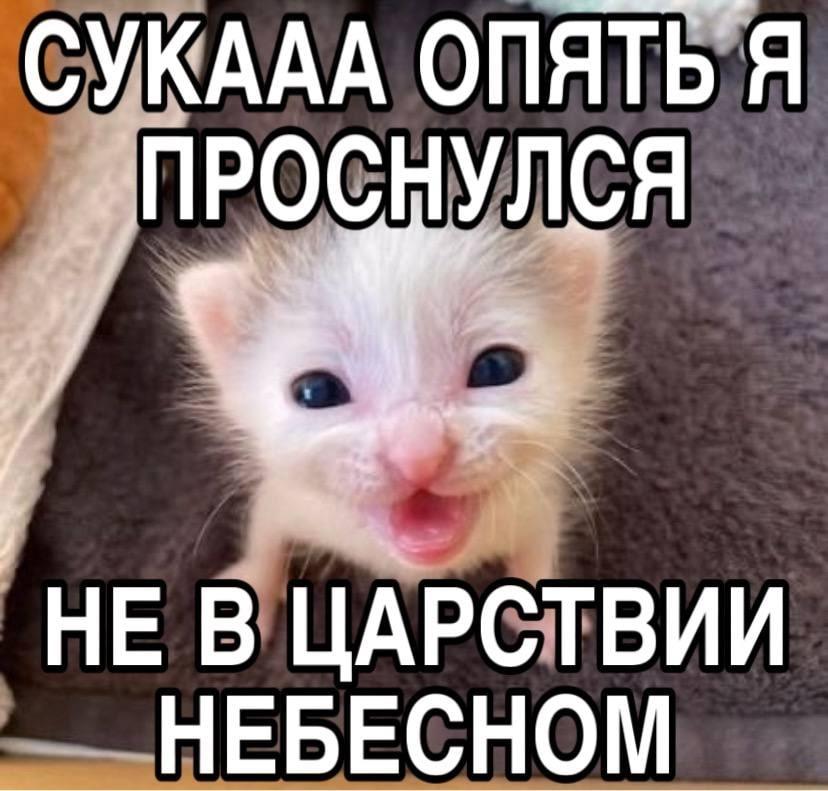 бимбо коза (@bzzzz3333) on Twitter photo 
