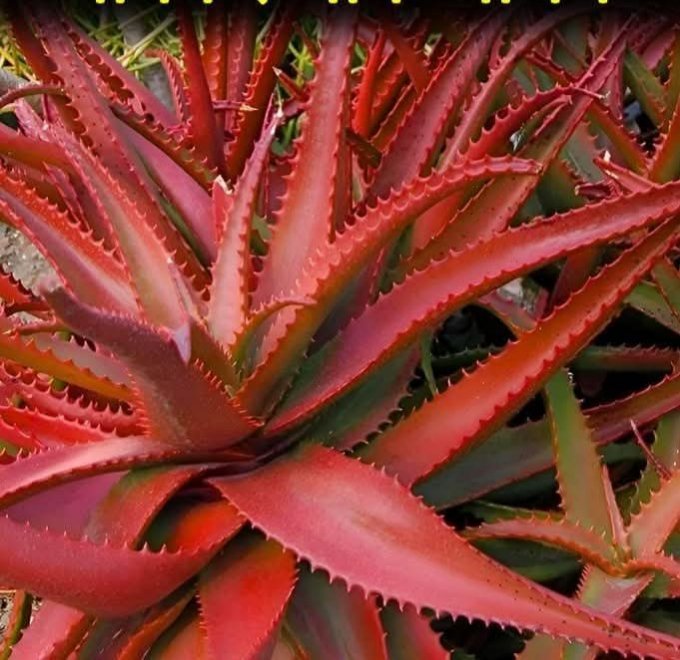 Discover the Healing Magic of Rare Red Aloe Vera.🔥