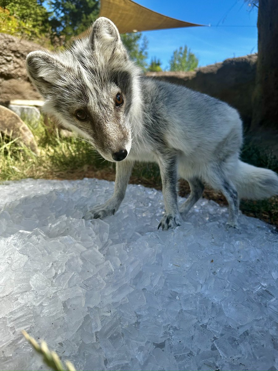 PtDefianceZoo's tweet image. Sven the Arctic fox is enjoying piles of ice during the warm weather! ☀️ During summer, an Arctic fox's fur changes to a brown-grayish hue to camouflage with the barren tundra in the wild. They sport a fluffy white coat in winter to blend in with the snow and ice. This…