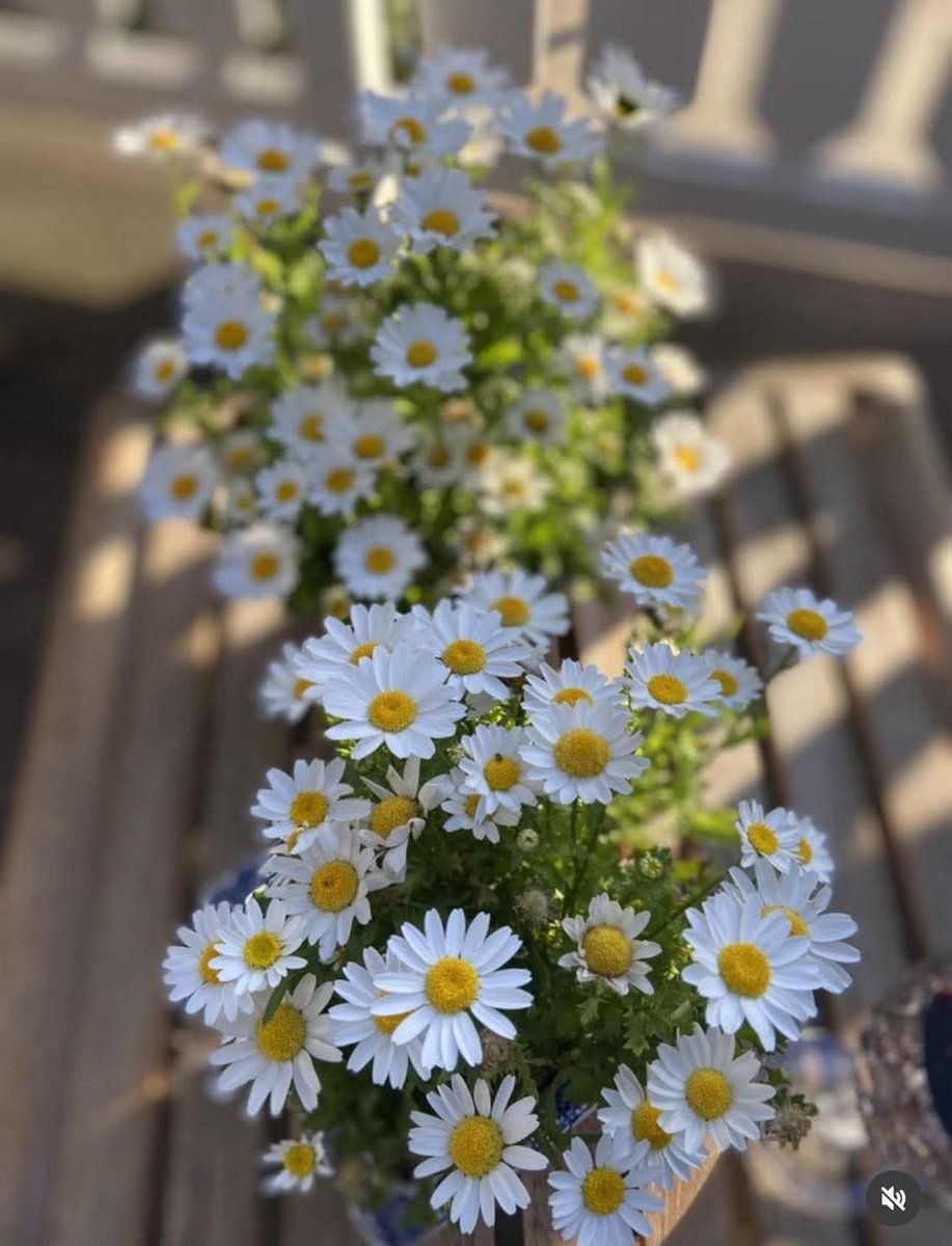Yeni gün de her şey gönlünüzce  olsun.
Küçük mutluluklar, büyük huzurlar sizlerle  olsun.
#Günaydin mutlu #Pazarlar 💛🏖️🌊☕️🍧