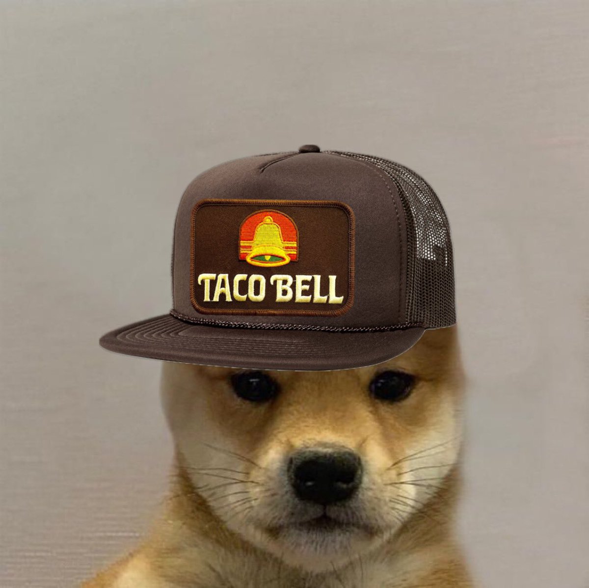 Day 223 of posting an original $wif meme until we hit $100