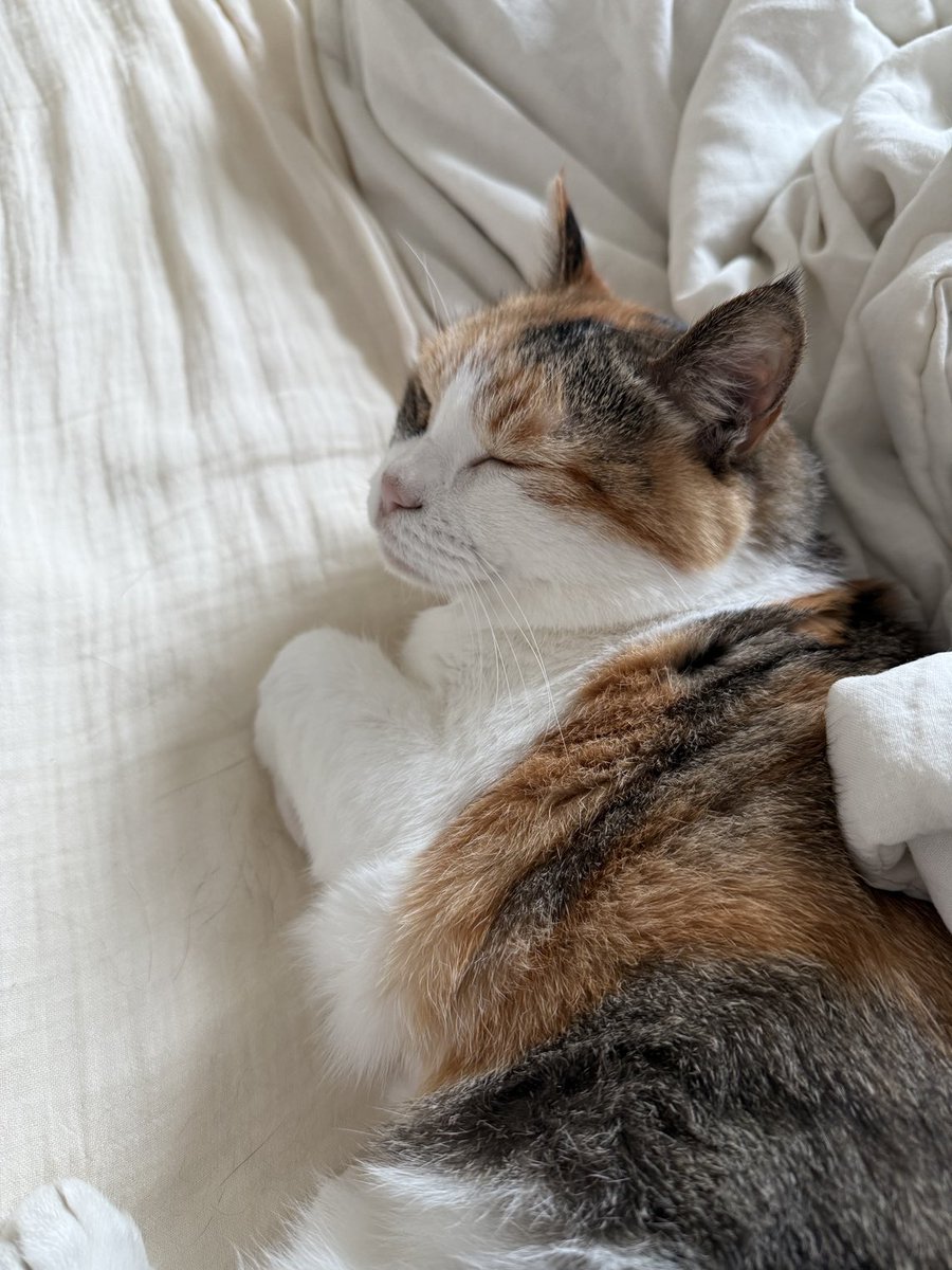 zingzing_cat's tweet photo. https://t.co/l8HVjjYq1s