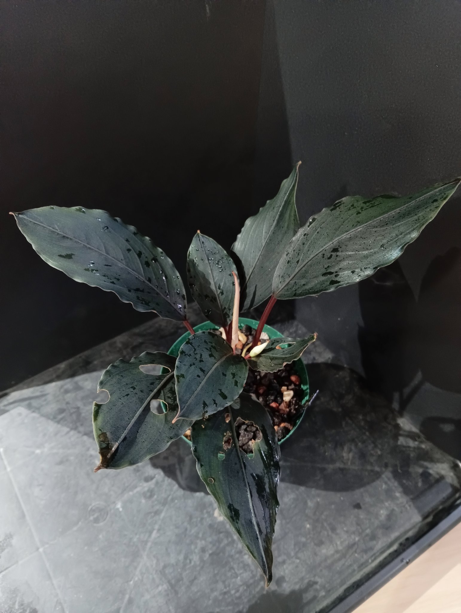 Bucephalandra sp.オリーバ （カミハタ） ブセファランドラsp.パールグレイ カミハタ便入荷しました