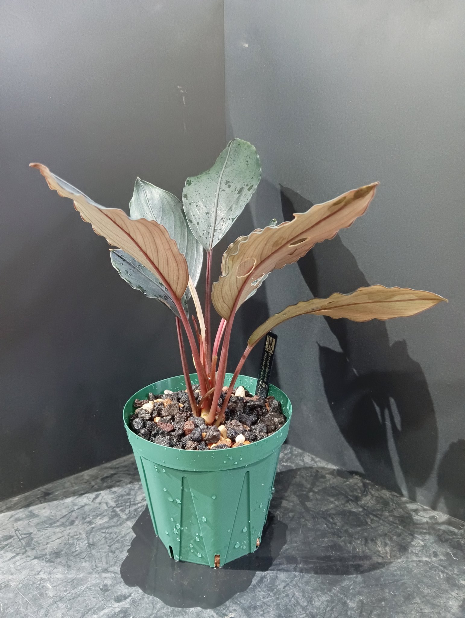 Bucephalandra sp.オリーバ （カミハタ） 特別出品】 ブセファランドラ sp.オリーバ 【カミハタ】