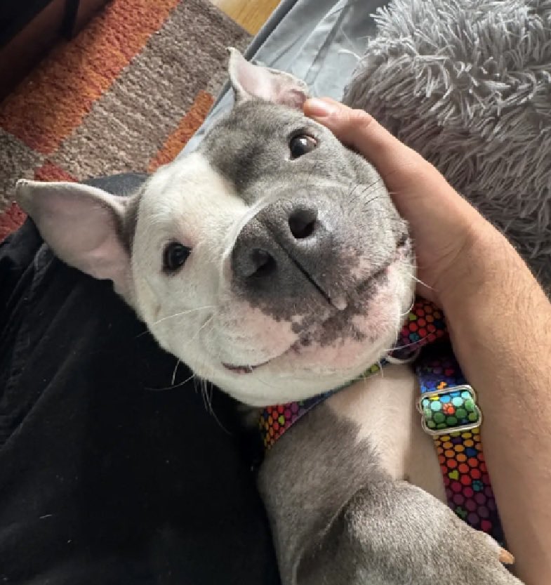 LAST CALL for this perfectly symmetrical and fun-loving doggo. Their gonna kill him. Pledges needed.
x.com/MoishesMom/sta…