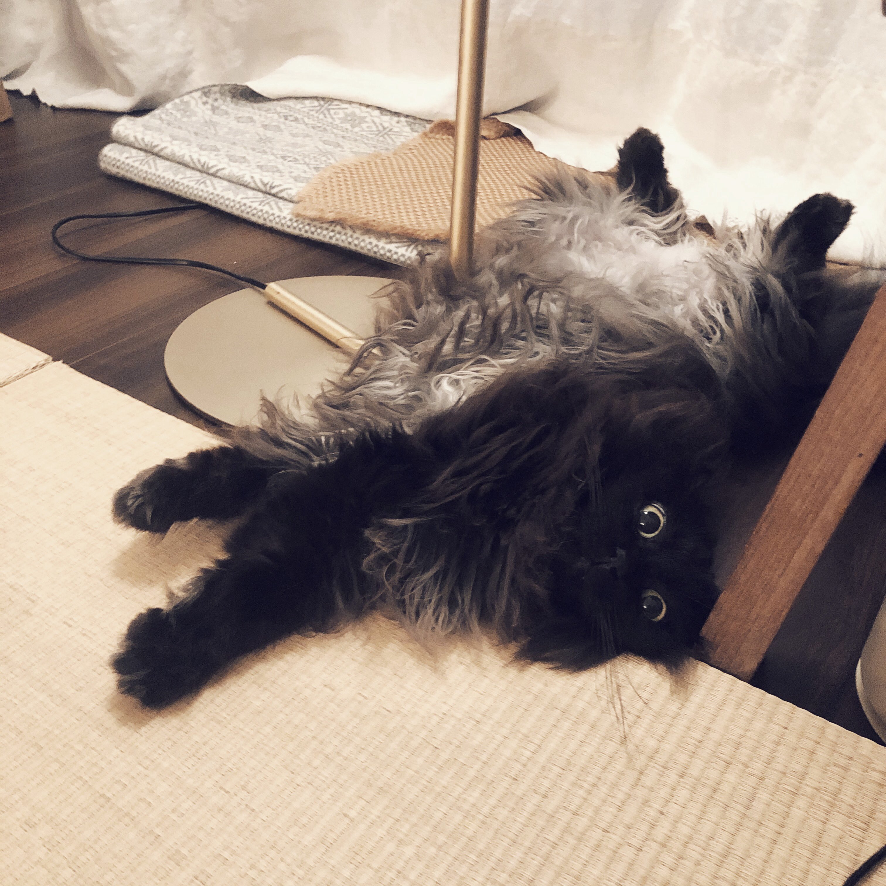 猫さん様 ねこさん🦉7/22まで代官山イベント🧸 (@necosan__cat) / X