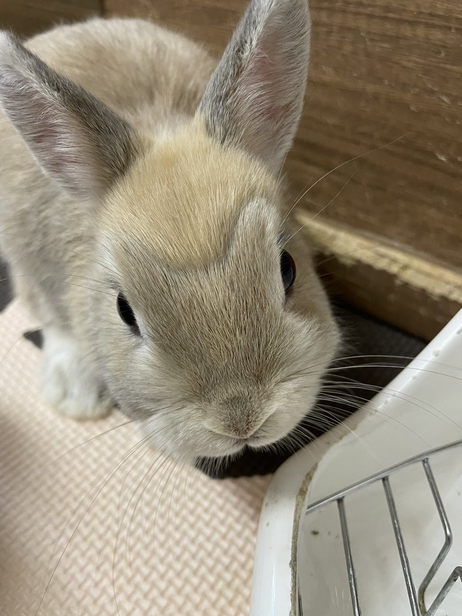 chocolate_otter's tweet image. 子供の頃のやよいさま🐰