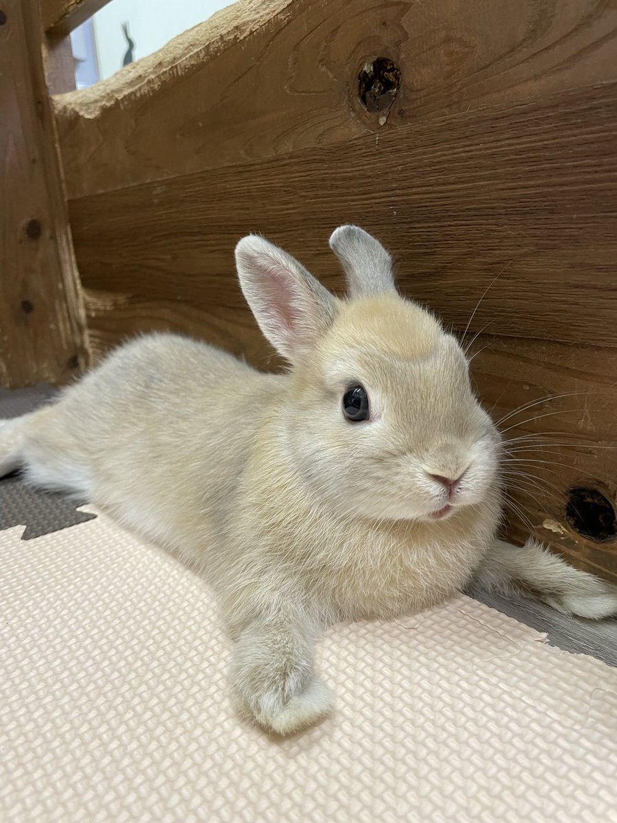 chocolate_otter's tweet image. 子供の頃のやよいさま🐰
