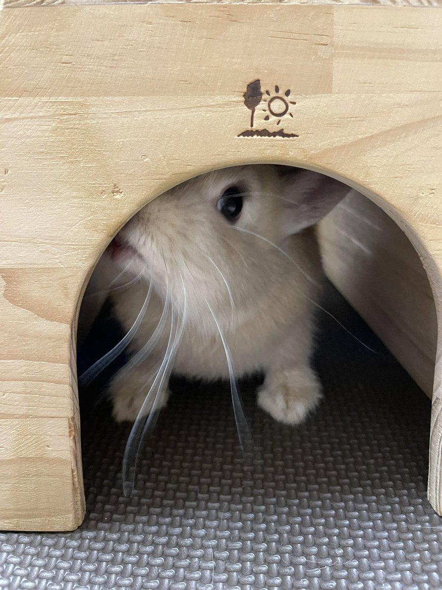 chocolate_otter's tweet image. 子供の頃のやよいさま🐰