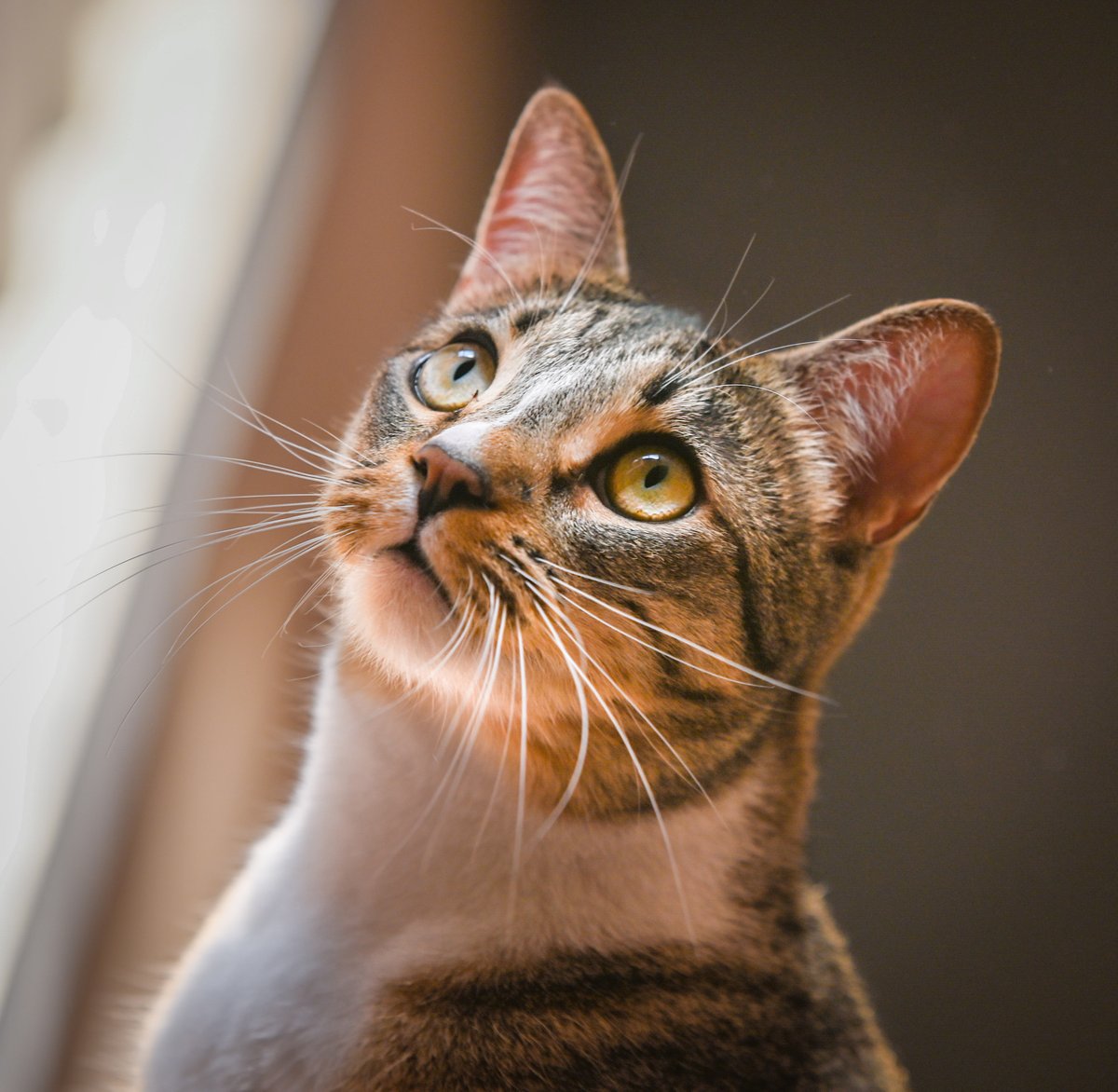 #Lodi, CA:  Hi, I'm GRETCHEN and I've been waiting for a home since March 2021. I have the cutest little pearl-shaped white spot on my nose 😺 I'm playful &amp; like to hang out with my foster mom...   adoptrescuecatsinca.com 

#RehomeHour #US #cats #SanJoaquin #Calif #BayArea