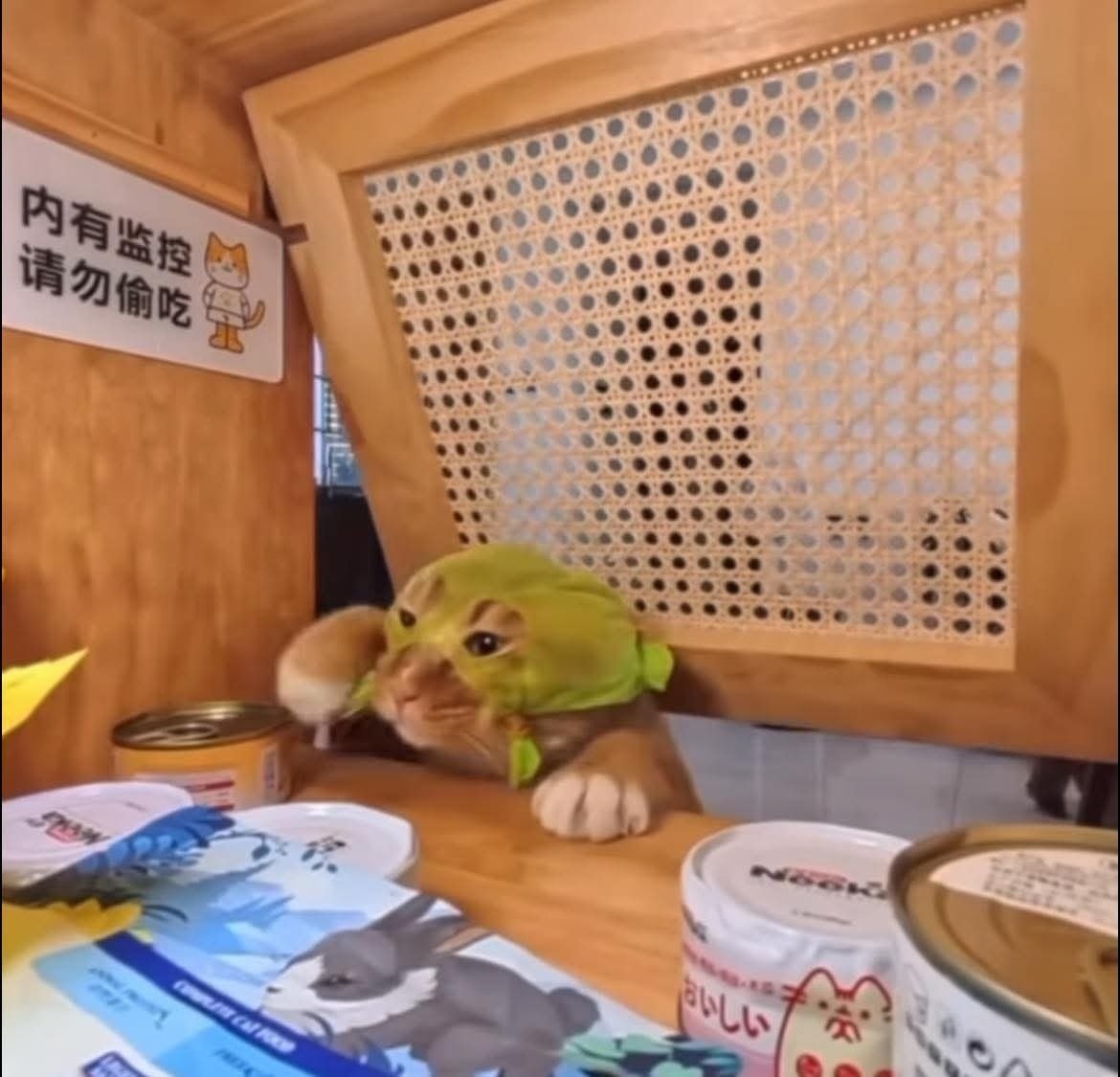 佳　泥棒猫 泥棒猫 - Hungry Cat - - YouTube