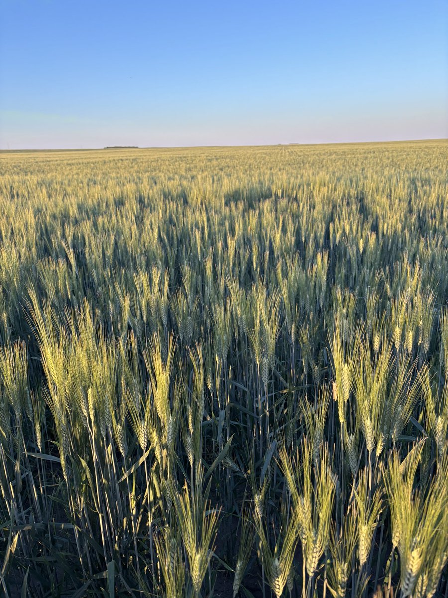 farmerjayp's tweet photo. What a difference a few timely rains can make. Another inch in the forecast on Monday to finish things off nicely.   Could easily double or potentially triple last year’s yields. 

Barley, Durum and Fall Rye. 

#westcdnag #farm #alberta https://t.co/aLTOQYDGpY