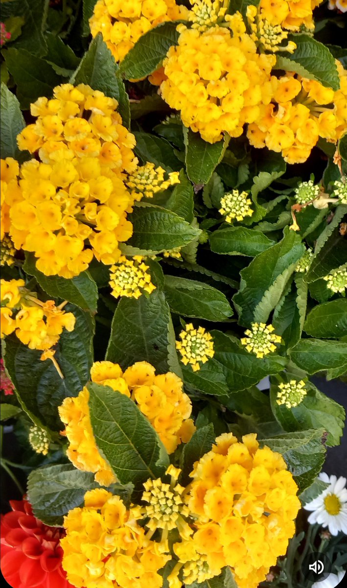 <a href="/Anthony78644696/">Anthony</a> <a href="/DavidMariposa1/">David</a> 
Happy #SundayYellow 🙂