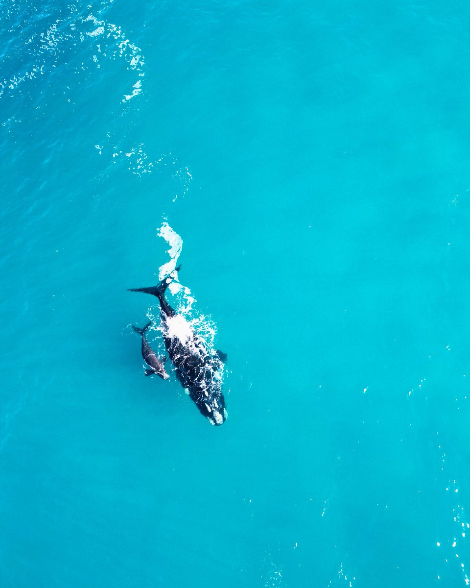 Monica Field tweet media