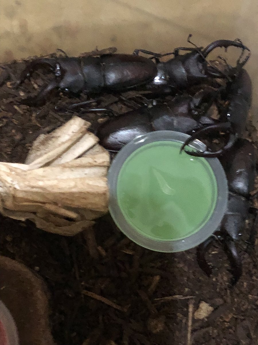 chipiton4315's tweet photo. 先日、里親探しを依頼され、我が家に来たノコギリクワガタ達。
今だに里親が見つからず、途方に暮れています。 https://t.co/n4VDHHSDRl