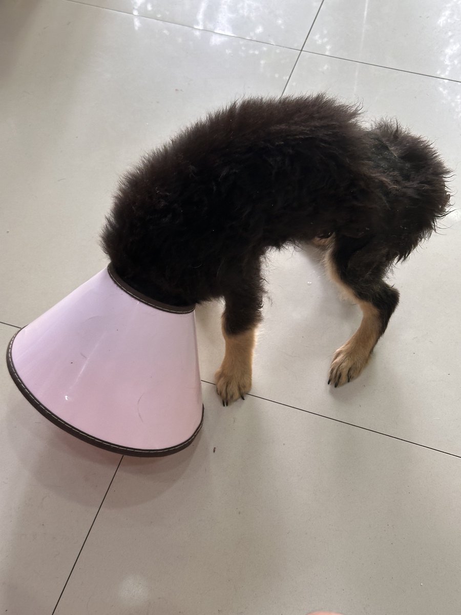 Update 

He received his checkup and is not in critical condition. But he is very malnourished and weak. 

The new problem is where he would go after he’s treated. I cant even take care of myself that well at this point let alone a very weak puppy.