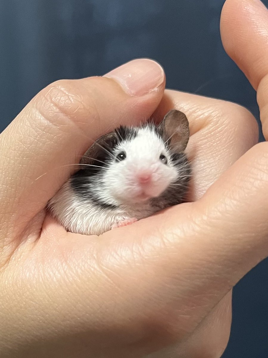 이 쥐는 26g
팬더마우스 평균 몸무게는 20g 내와

- 뚱띠입니다