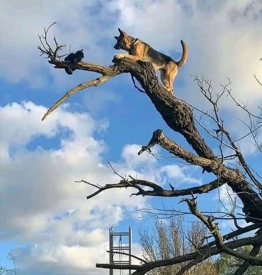 GSD_Fan_Club's tweet image. Firefighters are known to rescue cats stuck in trees, but what about German Shepherds that chases cats up a tree