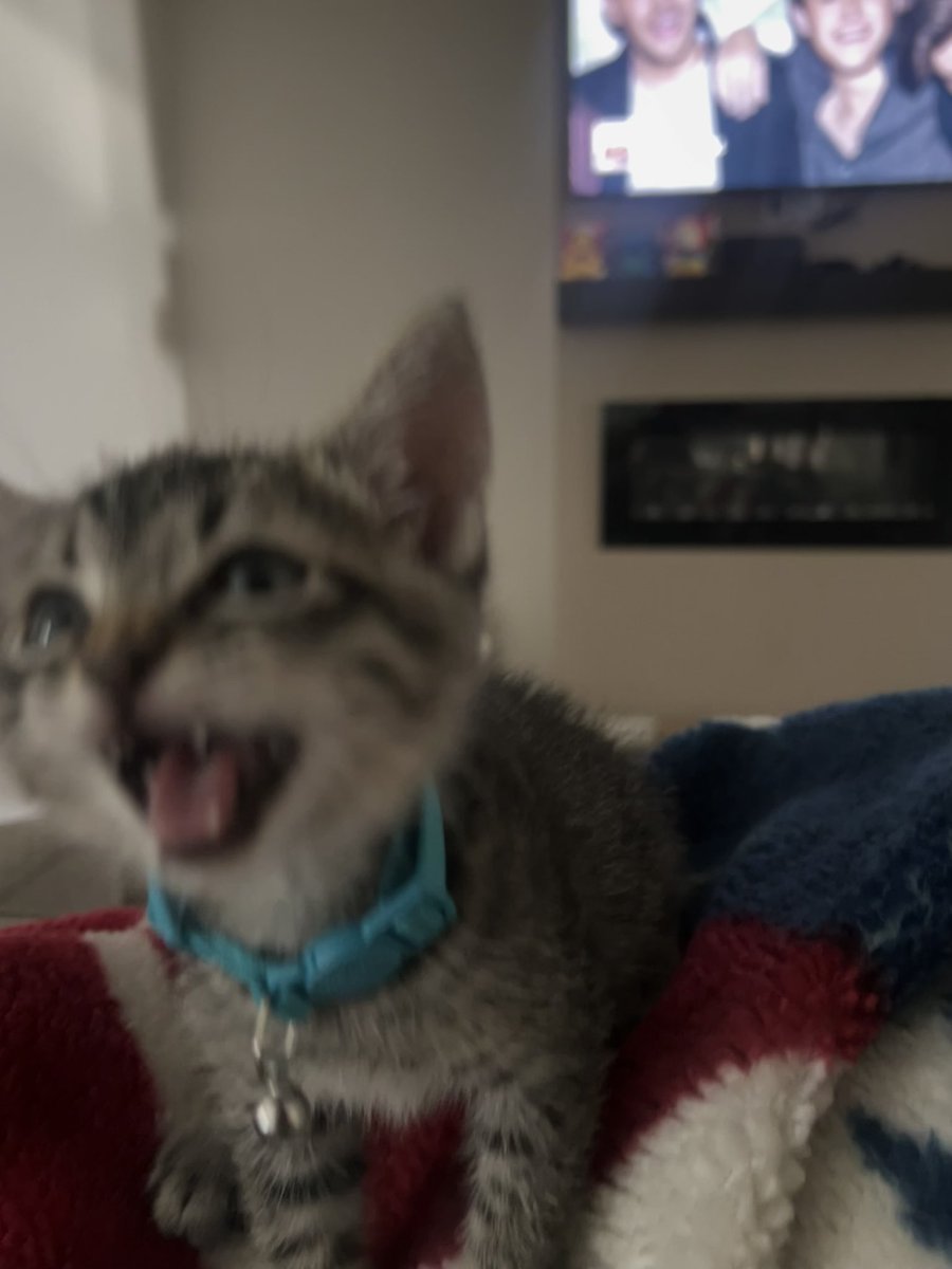 TheSwoleGamer_'s tweet photo. Meet our kitten, trunks 🥺 https://t.co/28OHlJ2P1U