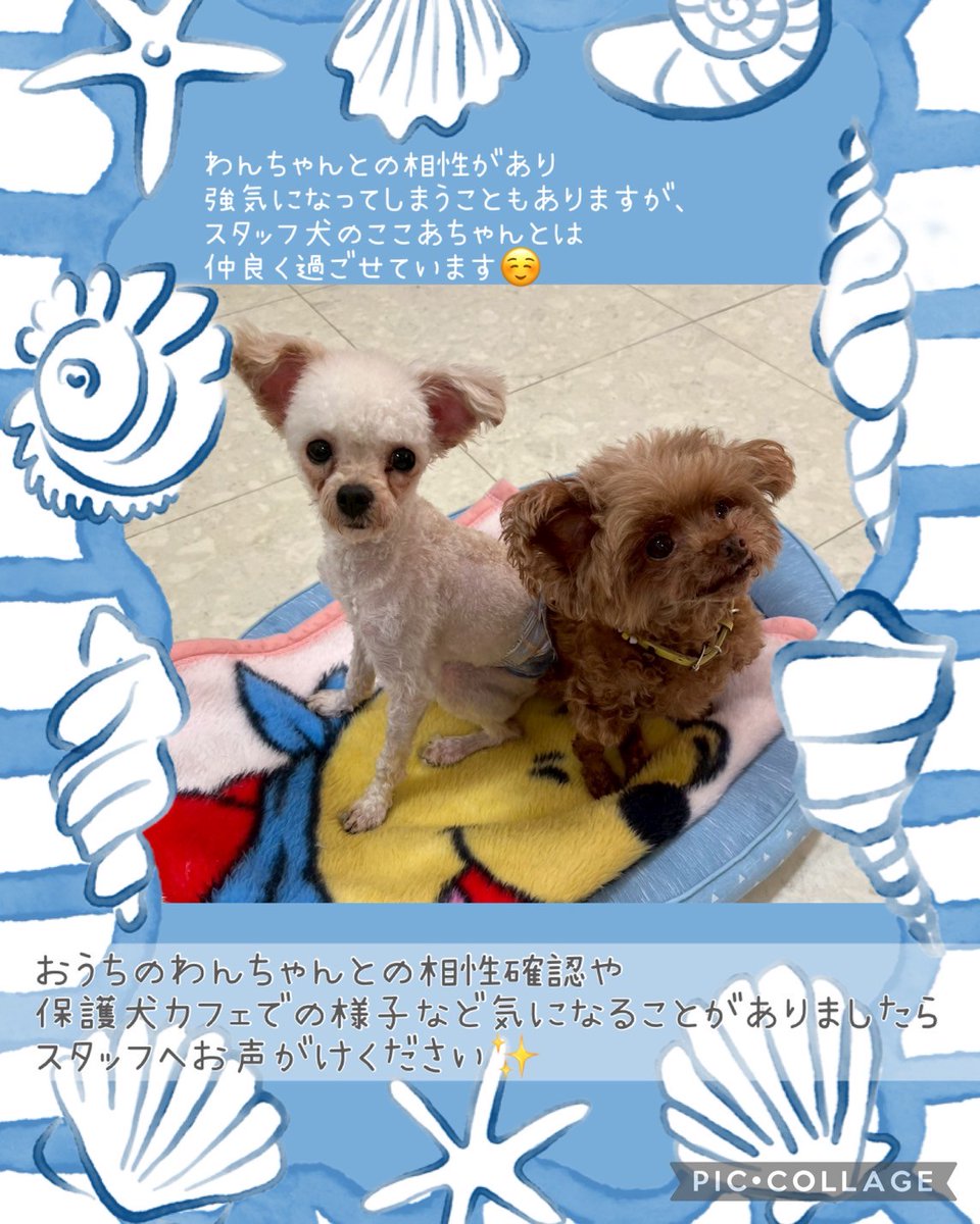 .
🐾すい🐾
トイプードルのすい君🐶

近くに他のわんちゃんがいると強気になりがちなすい君ですが、人間と1対1になればこんなに甘えん坊さんです☺️
すい君の性格まで丸ごと大好きになってくれる優しいご家族と出会えますように🍀

#里親募集中