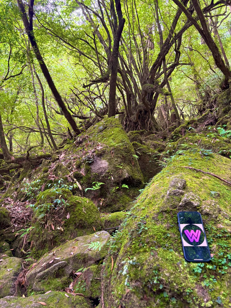 もののけ姫の舞台となった屋久島の白谷雲水峡に行って来ました。

良くも悪くもまともに電波も繋がらない島
Digital detox でリフレッシュできました。

#princessmononoke #WLF #もののけ姫 #屋久島