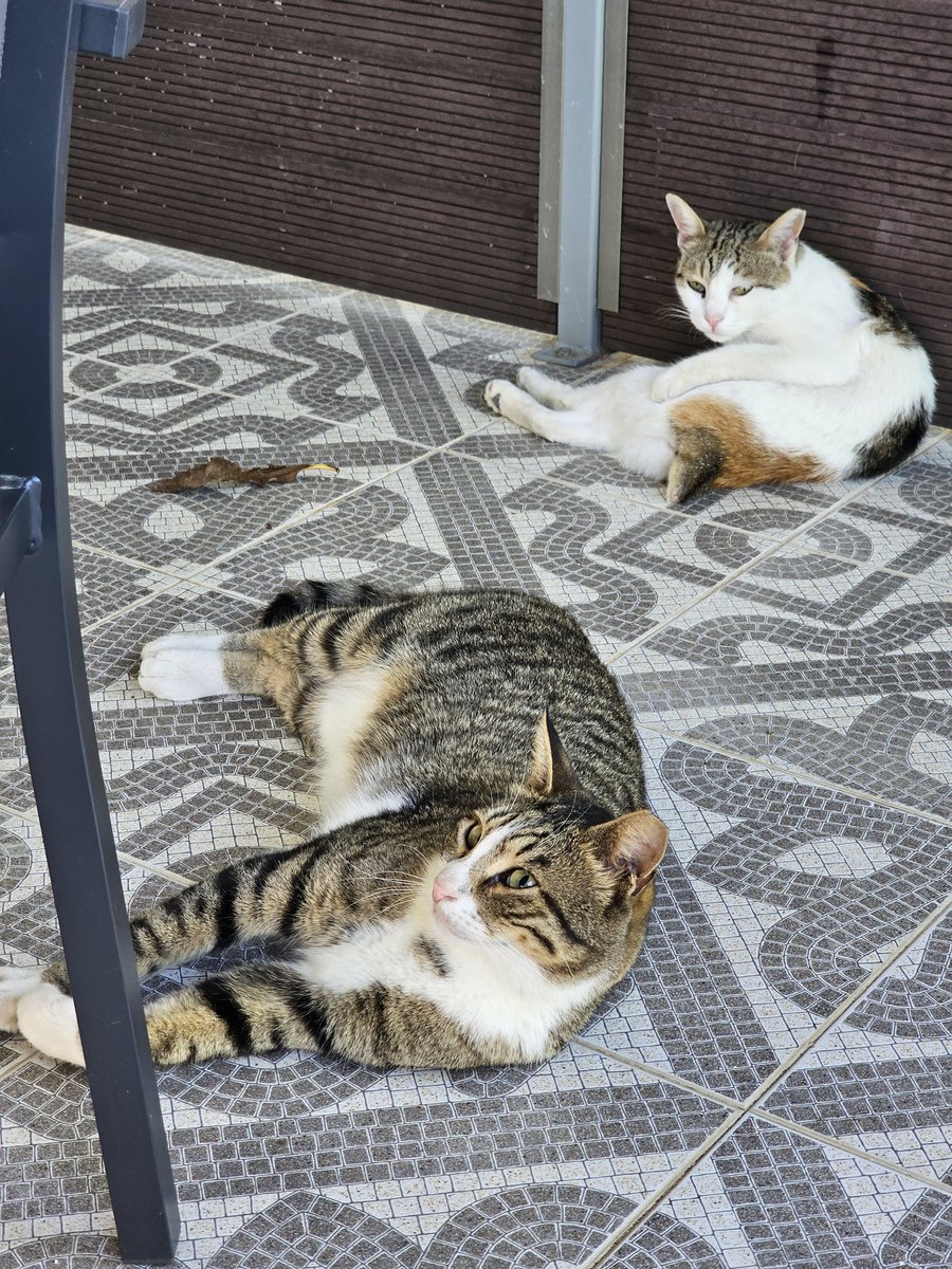 MorriganGoddess's tweet photo. Ráno na terase.
Jsme adoptováni.
#CatsofGreece https://t.co/GV1AzjQBwI