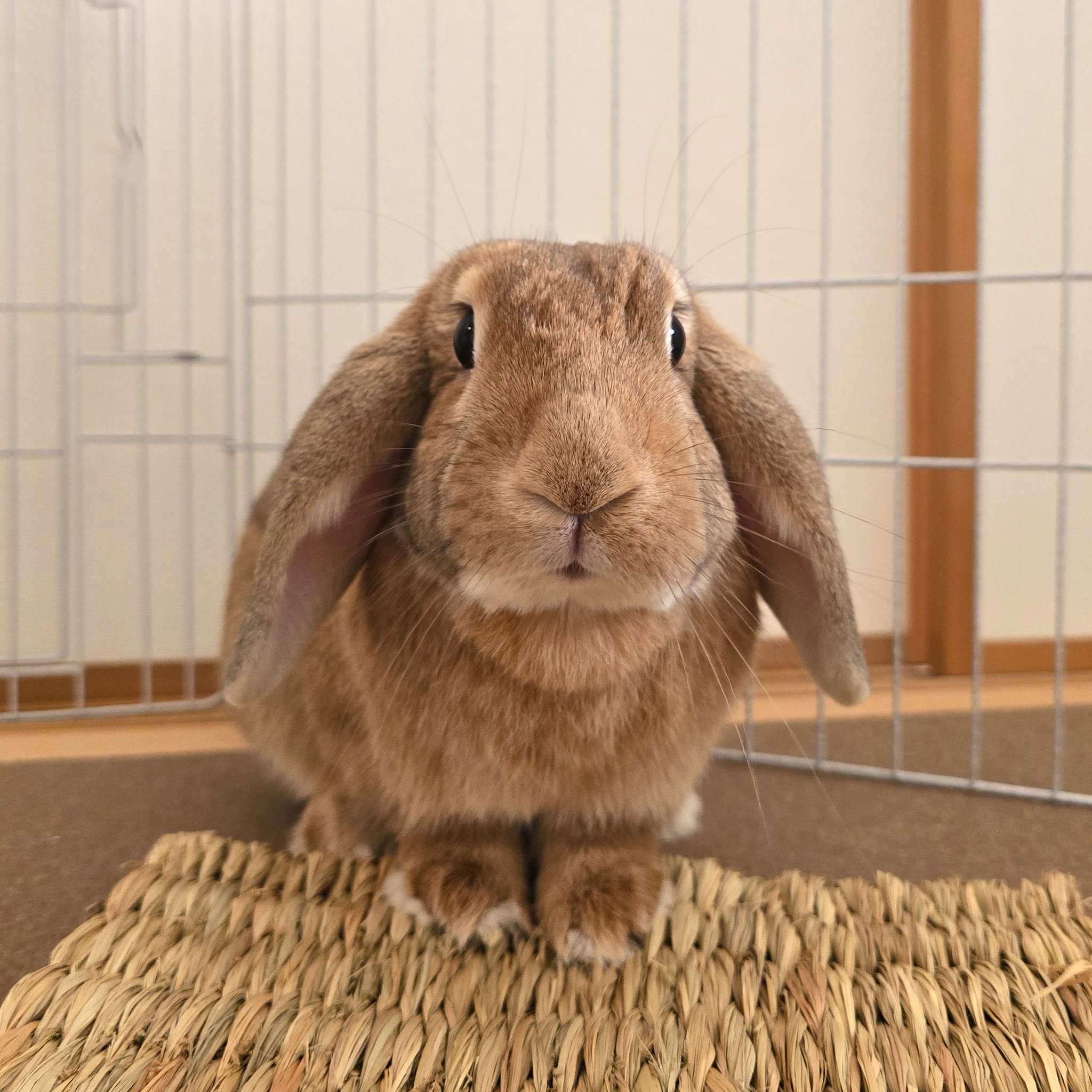 ♡うさぎページ♡ うさぎのはな on X: 