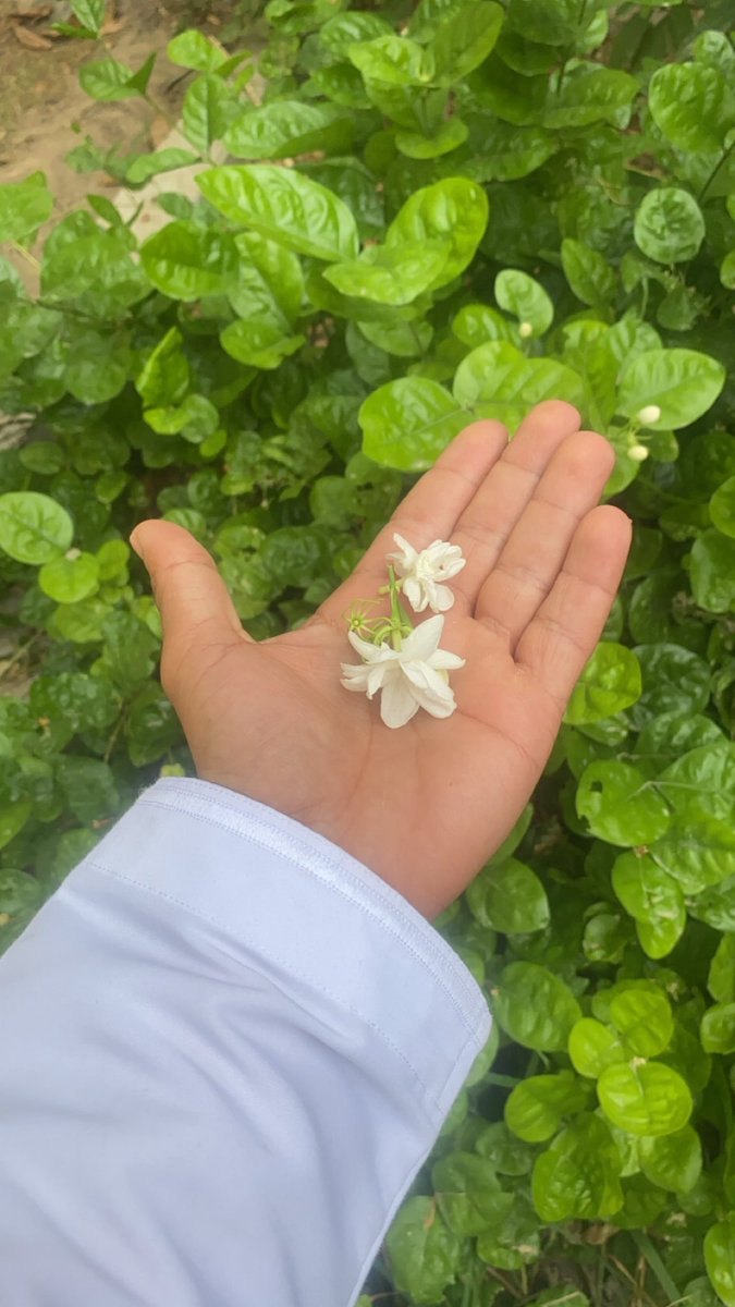 40Sxl's tweet photo. صباح الورد ☀️ https://t.co/0qytiz2YPO