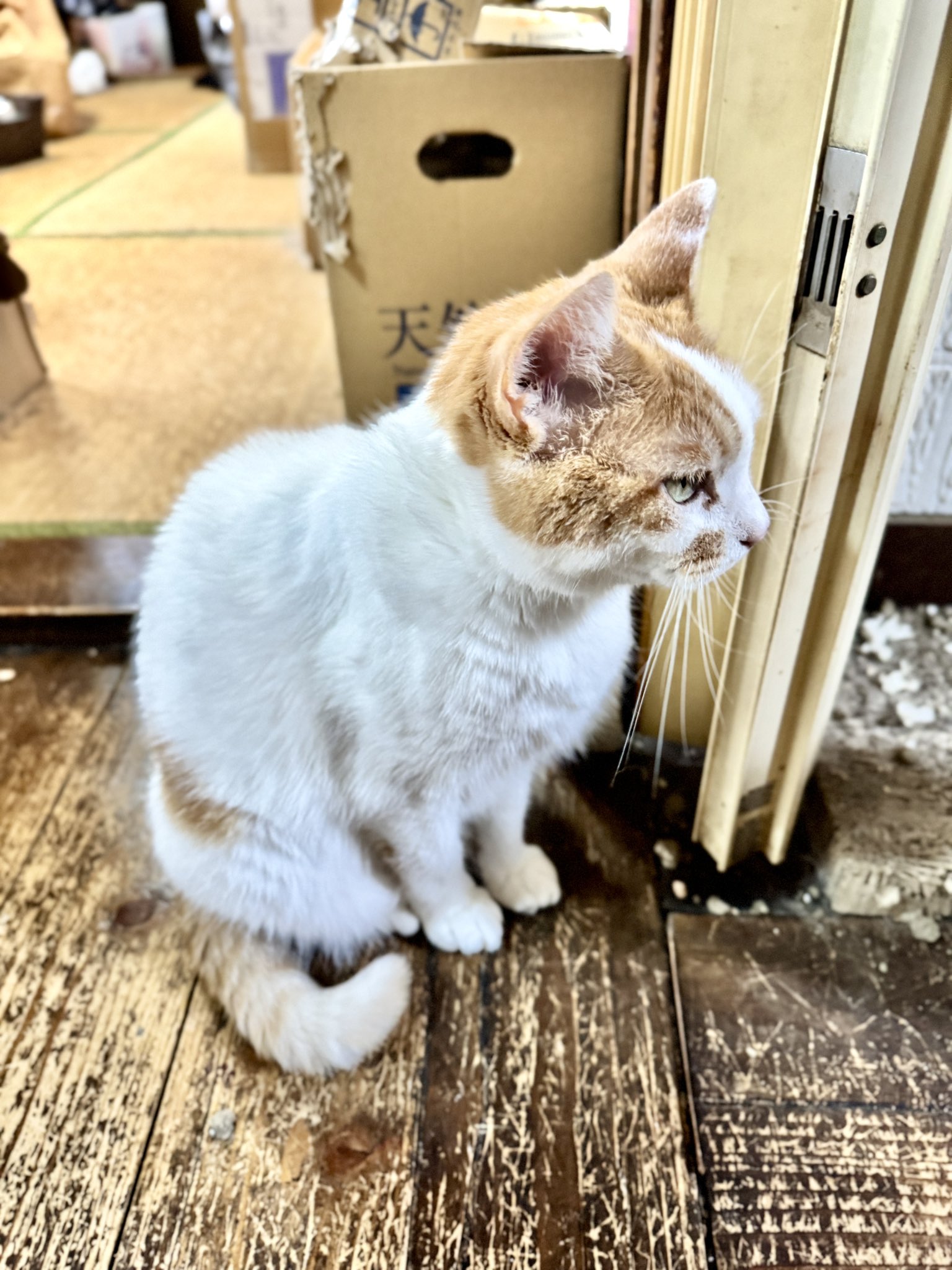 ラブ 😸💕 on X: 