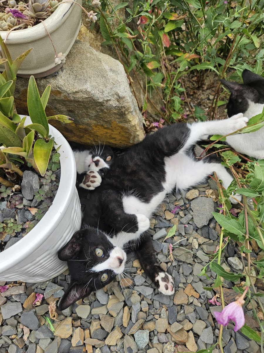 cutewarmkitty's tweet image. 왜 저기서 꽉 낑겨있는걸까 알 수 없는 오레오
팔공산 고양이 3아깽이의 평생 가족을 찾습니다. 1차접종/구충완료/5.1생/문의DM