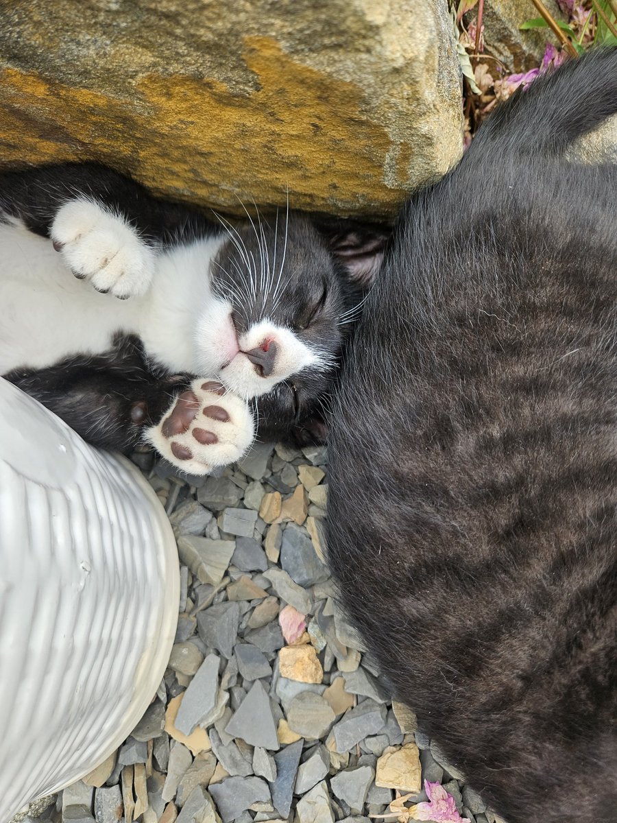 cutewarmkitty's tweet image. 왜 저기서 꽉 낑겨있는걸까 알 수 없는 오레오
팔공산 고양이 3아깽이의 평생 가족을 찾습니다. 1차접종/구충완료/5.1생/문의DM