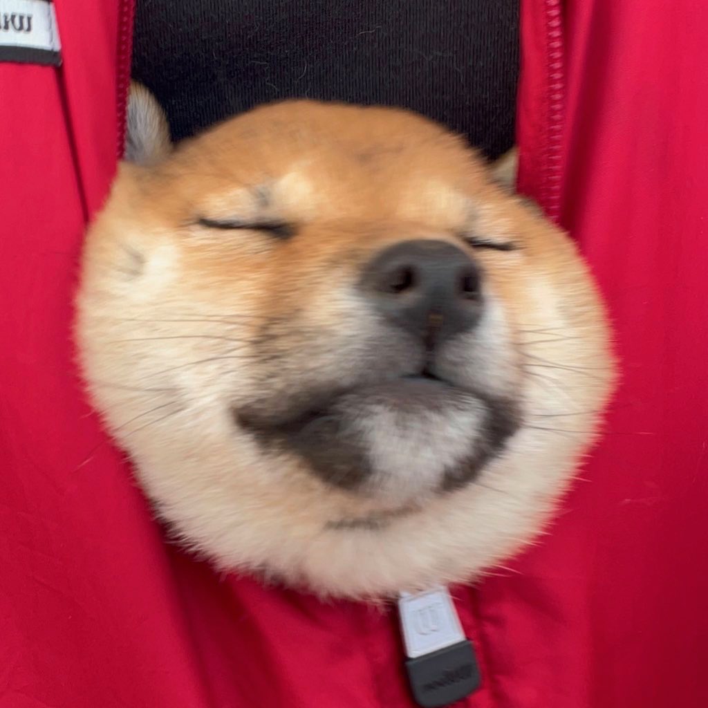 kantaro0925's tweet photo. @MrBeast I’m walking around Japan with the most famous Shiba Inu in Japan, hit me up😎 https://t.co/bdv1bXqoti