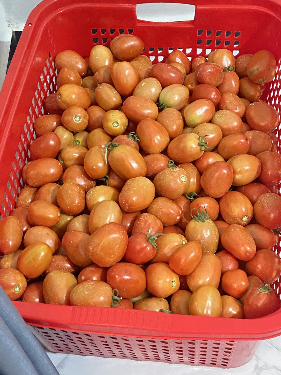 NjombeProducts's tweet photo. Lile shamba la bwana Heri limeanza kutoa za kachumbari✅

Shamba lipo Dar,Kibamba https://t.co/34lilFXezH